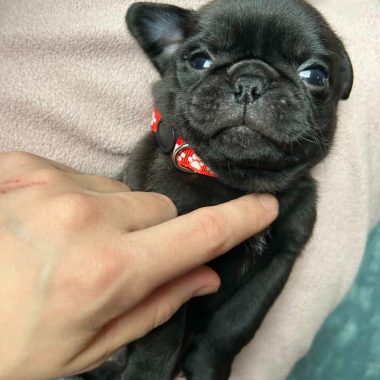 Parker der Mops  "Parker (männlich)