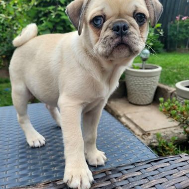 Mopswelpen zu verkaufen! 🐾 Felix & Zoe