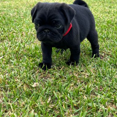 Reinrassige Mopswelpen (Max, Milo & Bella)