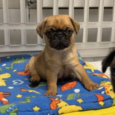 Atemberaubende Mopswelpen!! (Jack & Willow)